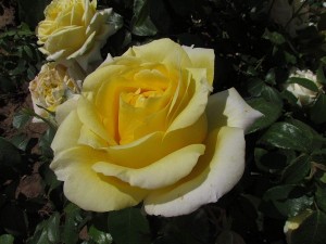 GOLDEN MOMENT (hybrid tea)